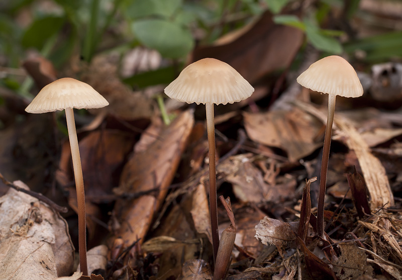 Marasmius torquescens